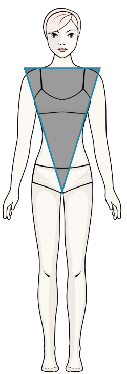 Une morpho, une robe! Morphologie-en-v
