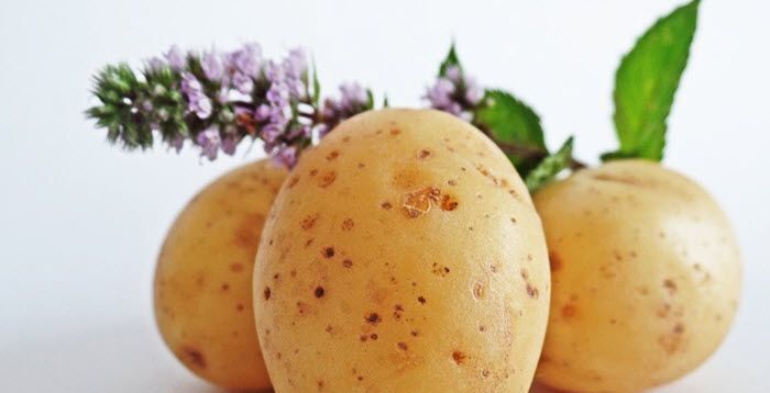 Bloom Floral Design Studio: Regime Pomme De Terre Le Soir Bloom Floral Design Studio: Regime Pomme De Terre Le Soir