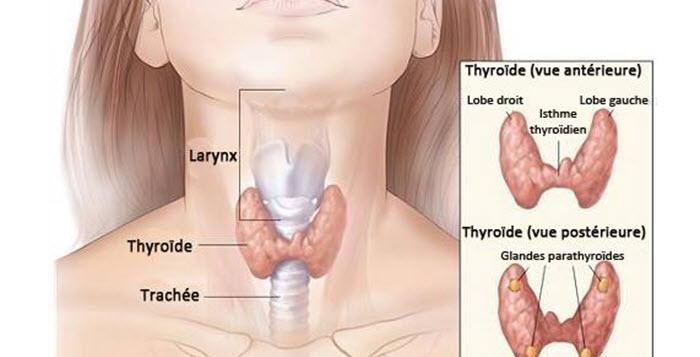 Qu'est-ce que l'hypothyroïdie, quel traitement, le nouveau ...