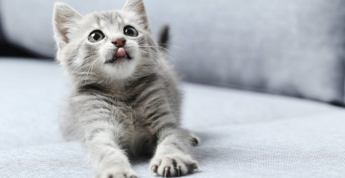 Bonne humeur Femme Chat Yeux Adulte Pet Animal Slips 