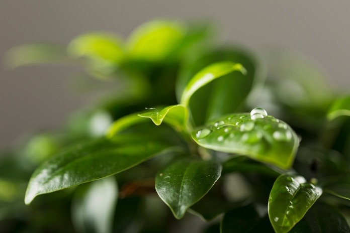 Voici trois astuces pour que vos plantes ne manquent pas d'eau pendant vos  vacances - Edition du soir Ouest-France - 18/07/2022