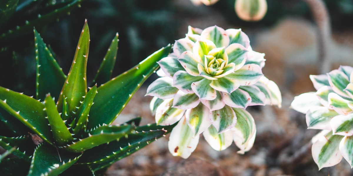 Plantes qui poussent sans eau