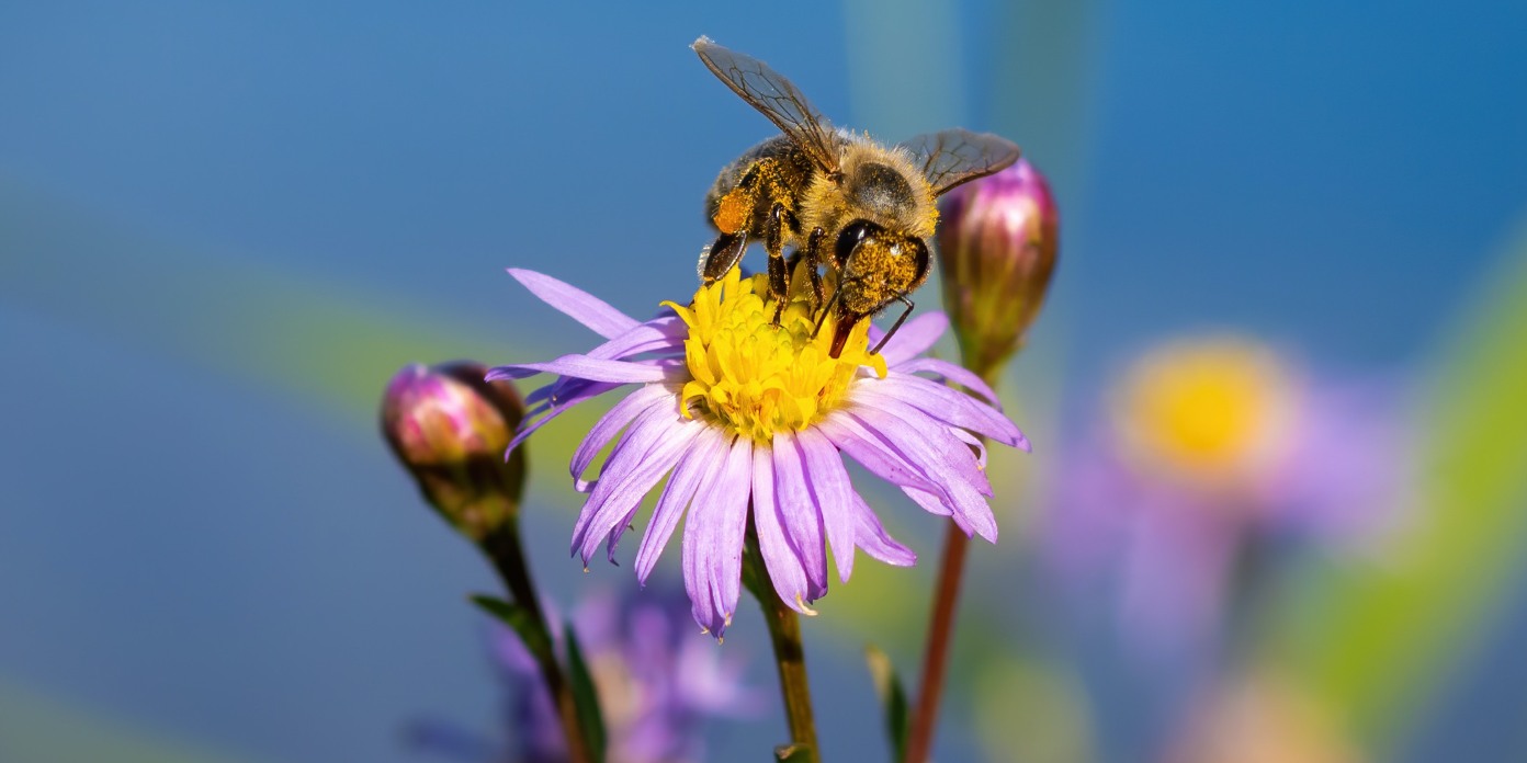 conseils pour prendre soin des abeilles