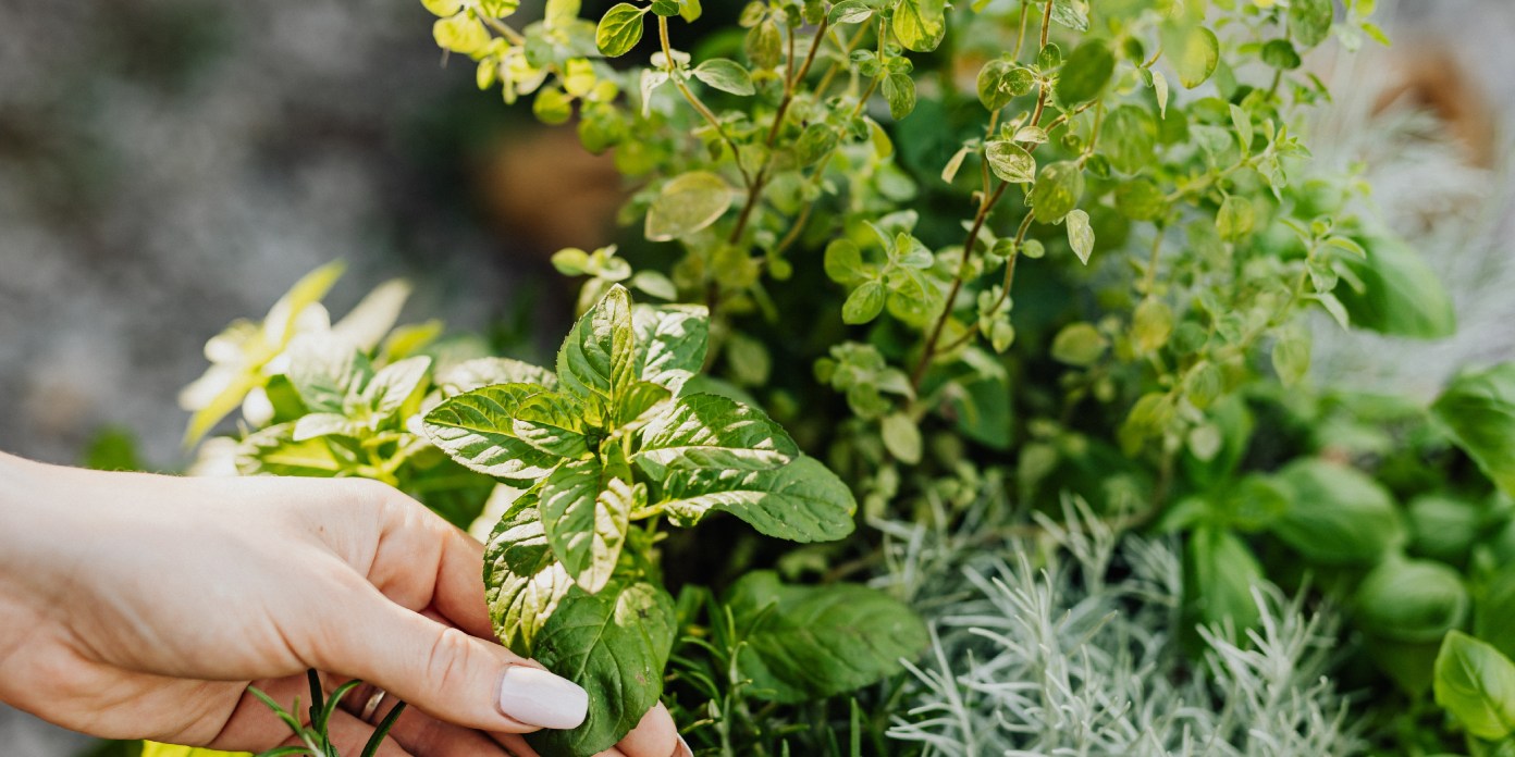 4 herbes aromatiques à utiliser autrement que dans l'alimentation