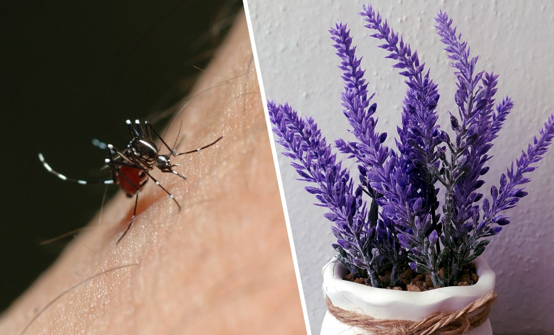 À l'aide de ces 4 plantes, dites adieu aux moustiques !