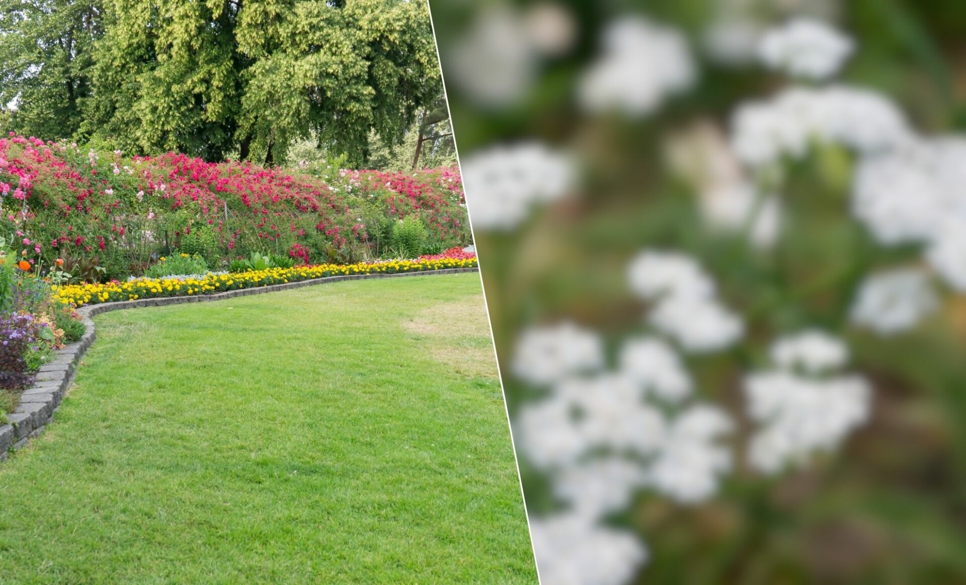 Gazon : explorez des alternatives époustouflantes pour métamorphoser votre jardin !