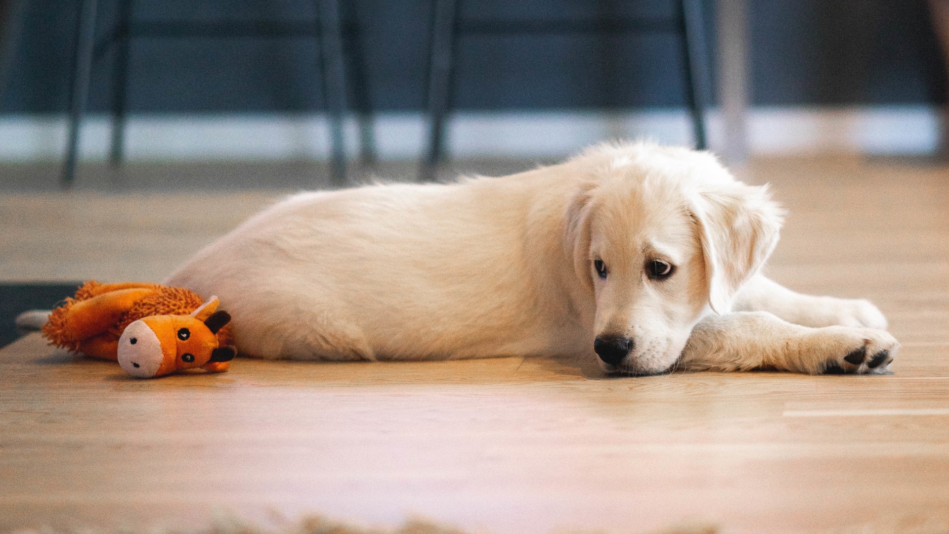 Suède interdit laisser chien seul 6 heures